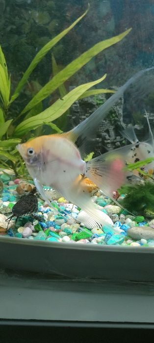 Продам рыбок взрослые