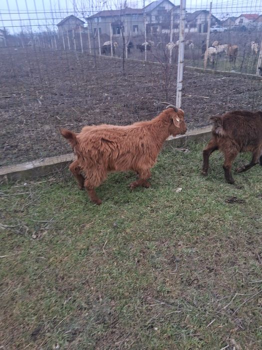 Iezi de vanzare aprox 35-40 bucăți