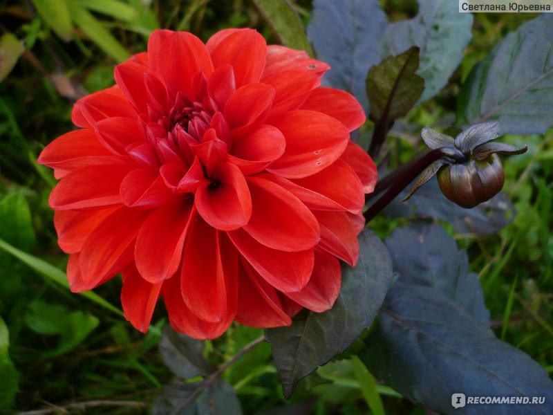 Георгины цветы в сад