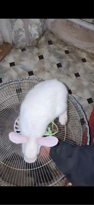 quyonlar bor harxil porodoli kelishilgan narxda beramiz