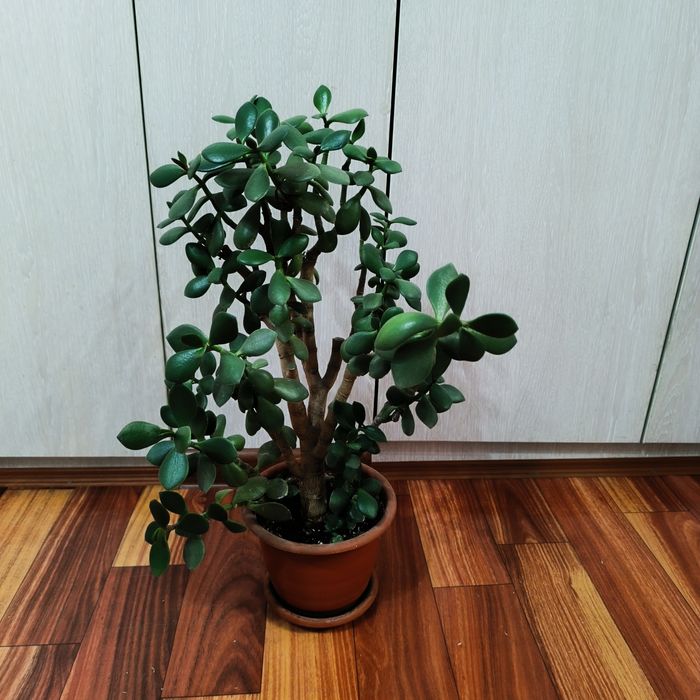 Комнатные растения -Денежное дерево