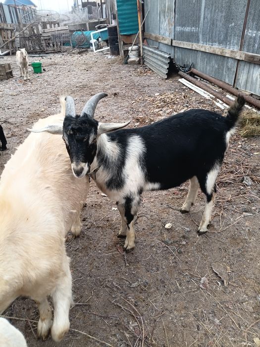 Козлы(теке)  продаются