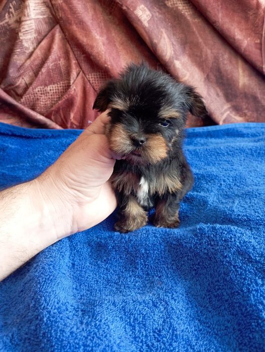 Мини йорки - момичета