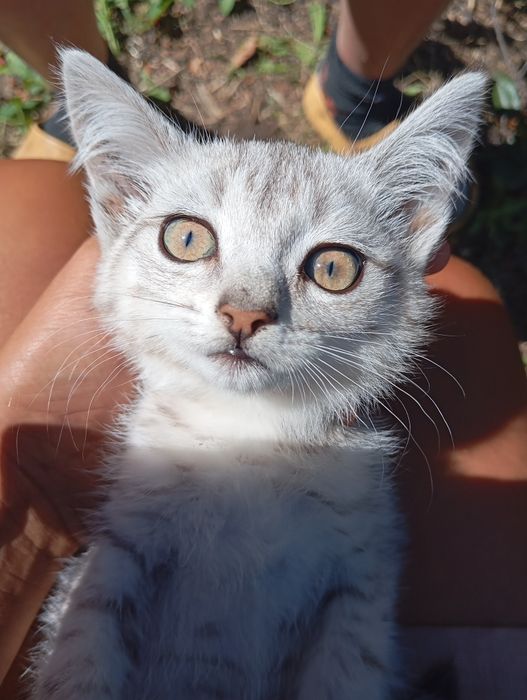 Котёнок ищет дом срочно породистый