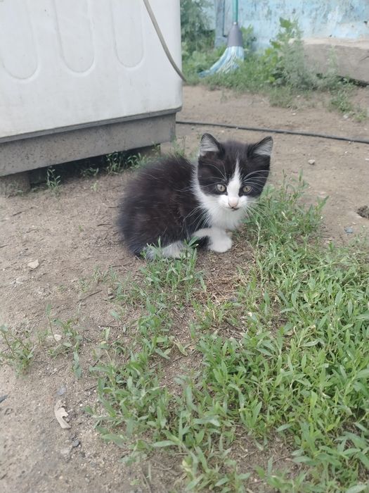 отдам котят девочек и мальчиков