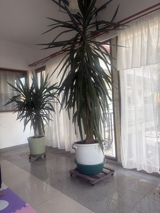 Vand yucca inalta