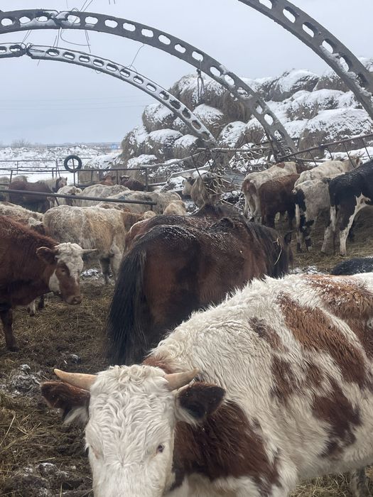 Продам тайчикоф