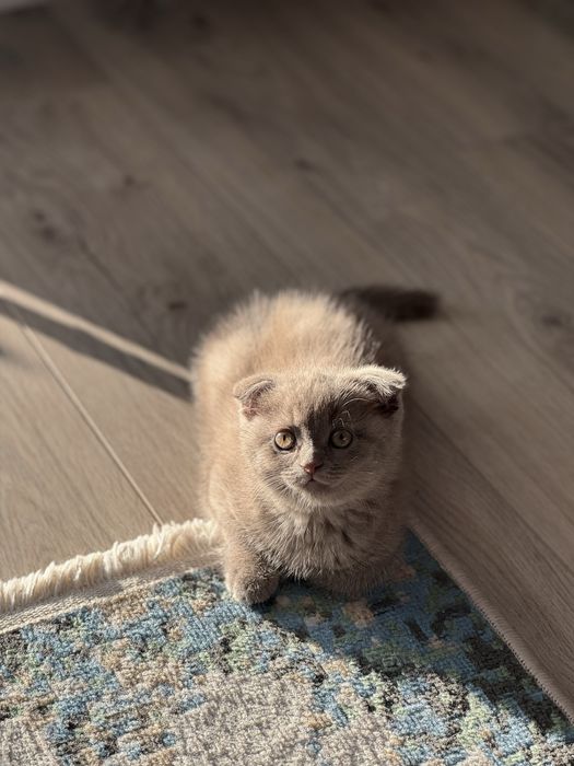 Котенок 3 месяца