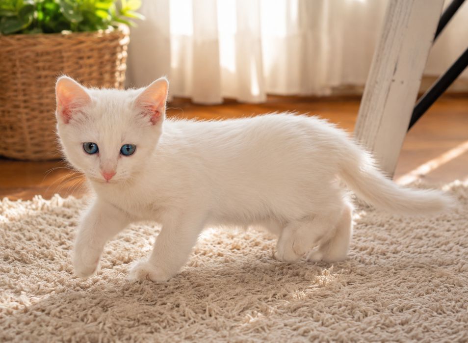 Котята от породистой Турецкой Ангоры