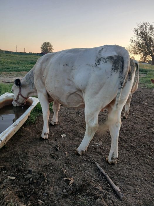 Vand vaca albastru belgian