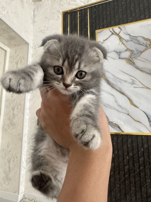 Scottish fold silver