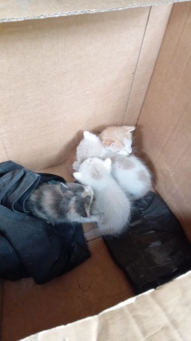 Котята, найденыши