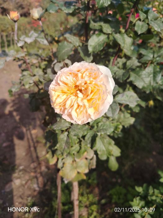 Штамповий роза гулларимиз сотувга таййор. 1-2-3 йиллик