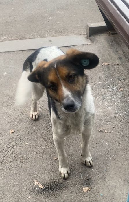 Отдам собаку, мальчик, молодой кастрирован, отличный охранник привезем