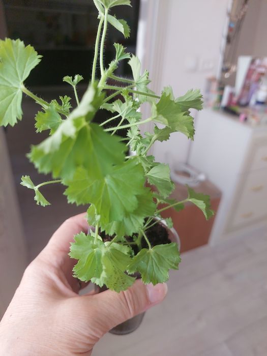 Продам комнатные цветы