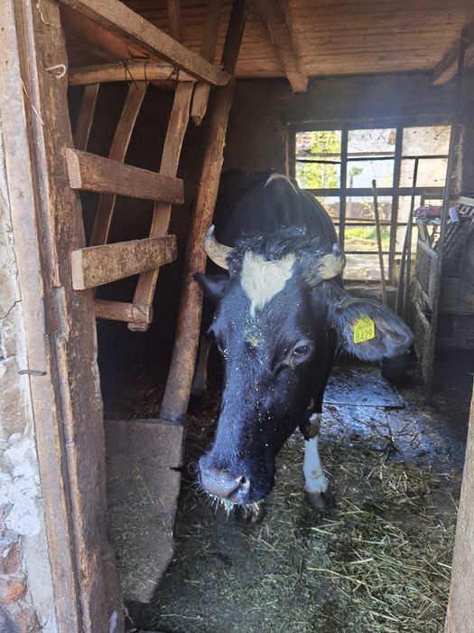 Vaca de vanzare holstein