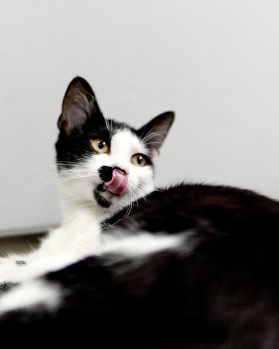 Кротката Кити на 8 месеца търси дом, кастрирана