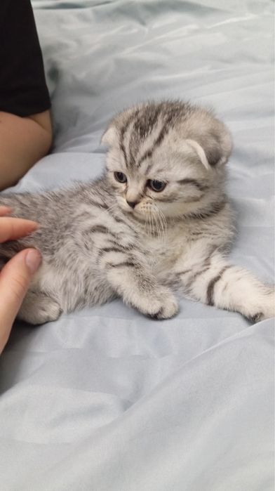 Котята Scottish Fold