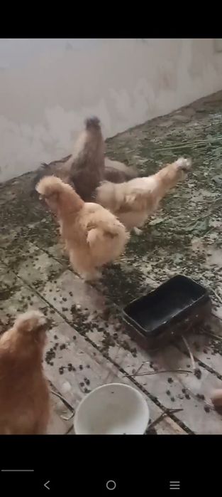 Quyon tovuq jojala sotiladi