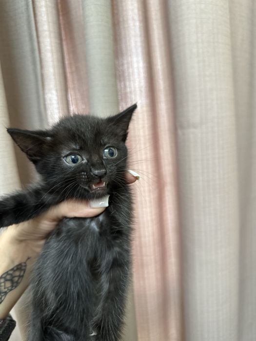 Отдам котят в добрые руки !