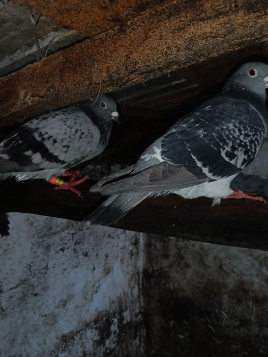 Vând 9 porumbei voiajori