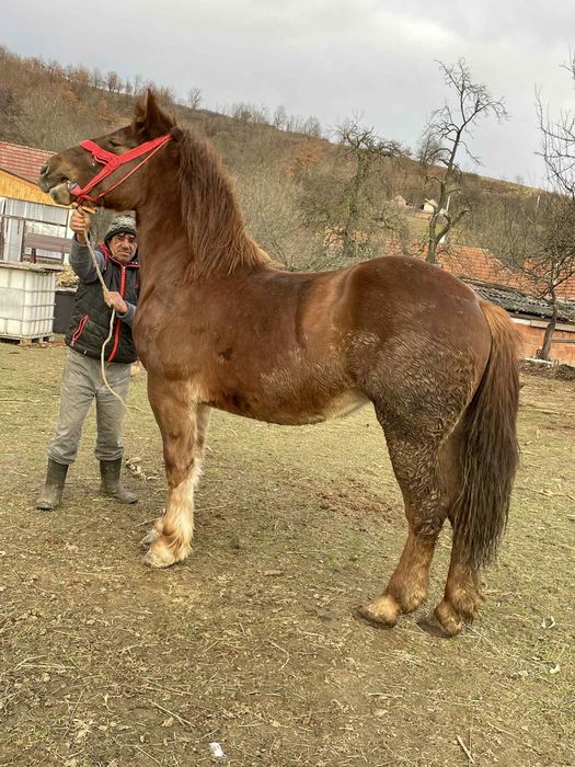 Vand manza de doi ani la primavara