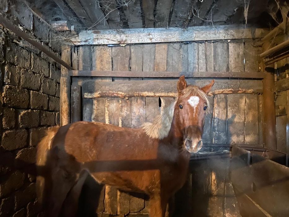 Продается лошадь