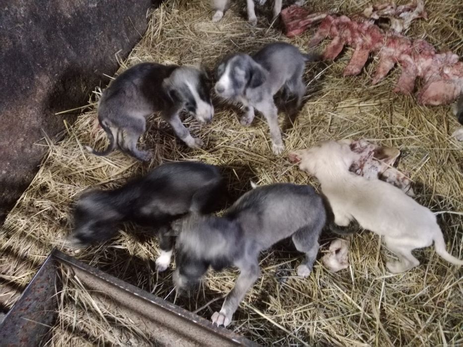 Продам щенков тазы