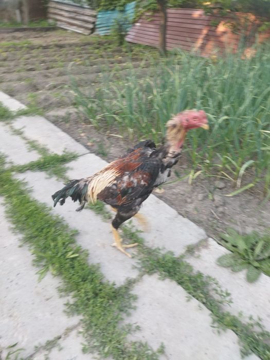 Продам бойцового питуха