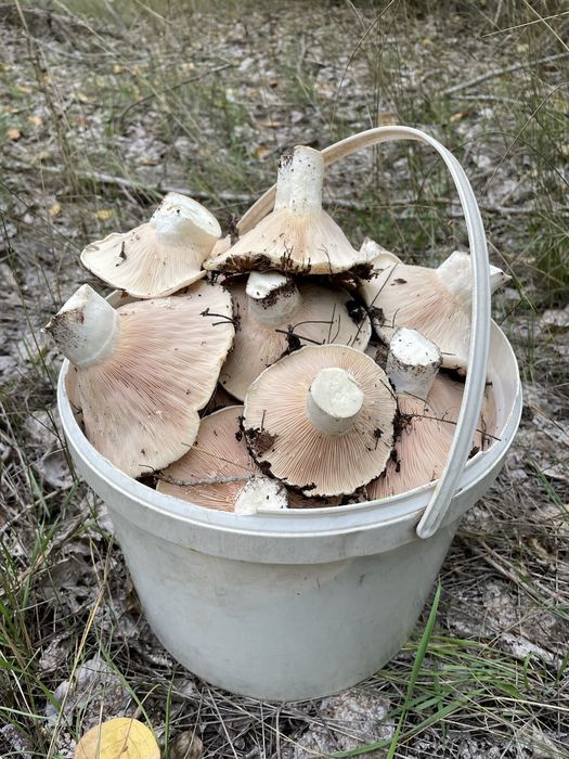 Продам грибы Грузди