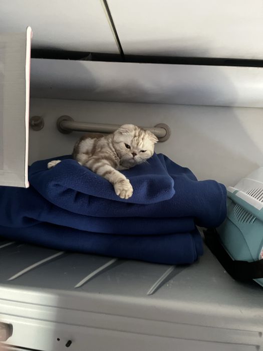 Шотландские вислоухие котята
