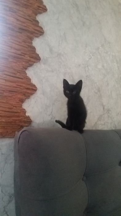 Отдам в хорошие руки