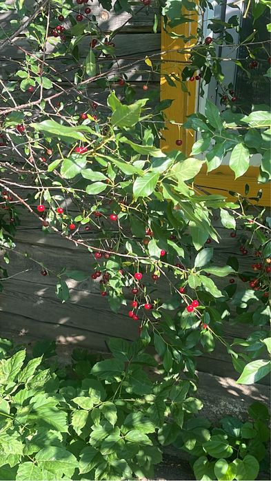 Продам уютный дом в очень красивом месте