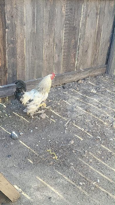 Продам белых фобричных кур