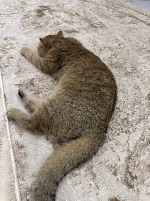 Вязка кота 10 месяцев первый раз