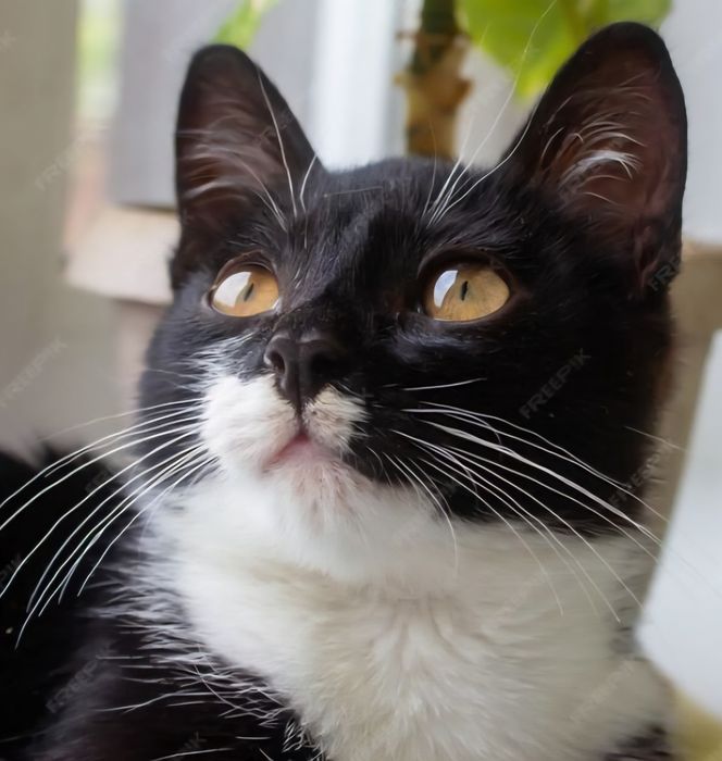 КОТЯТА ждут семью !!!