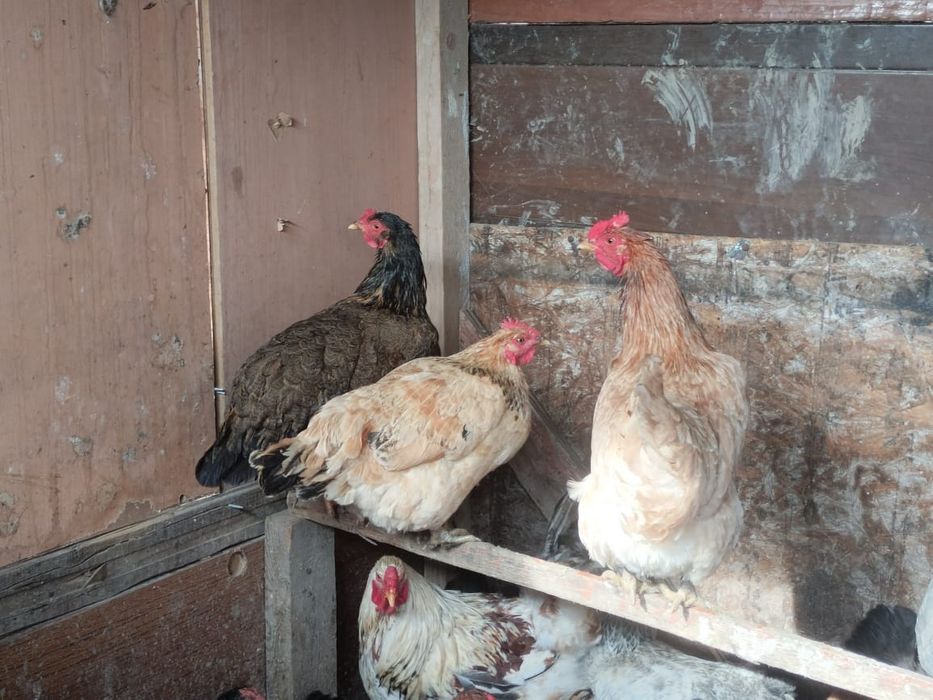 Домашние прошлогодние куры