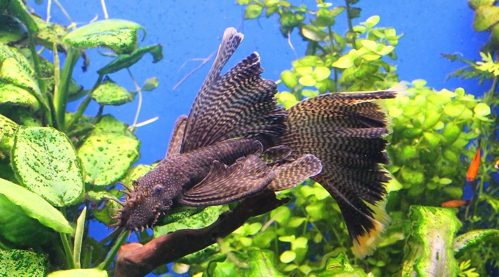 Анциструсы вуалевые сомики