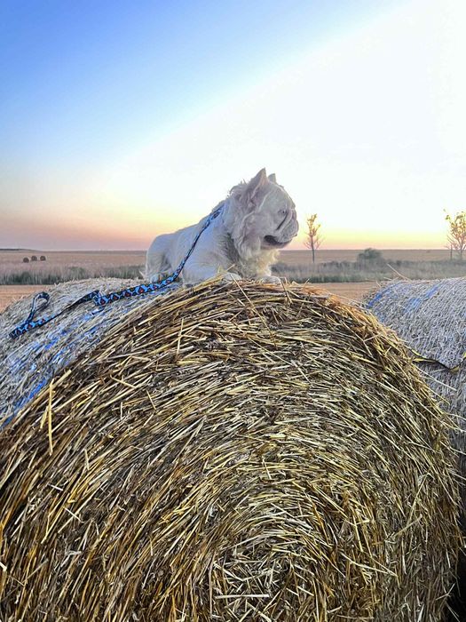 Френски булдог Флуфи