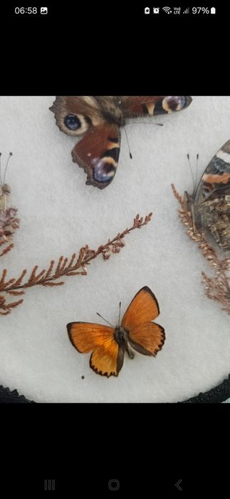 Fluturi rari de colectie