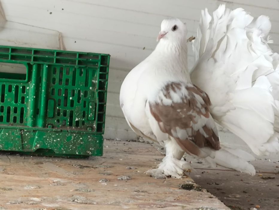 Disponibil pereche voltați indieni