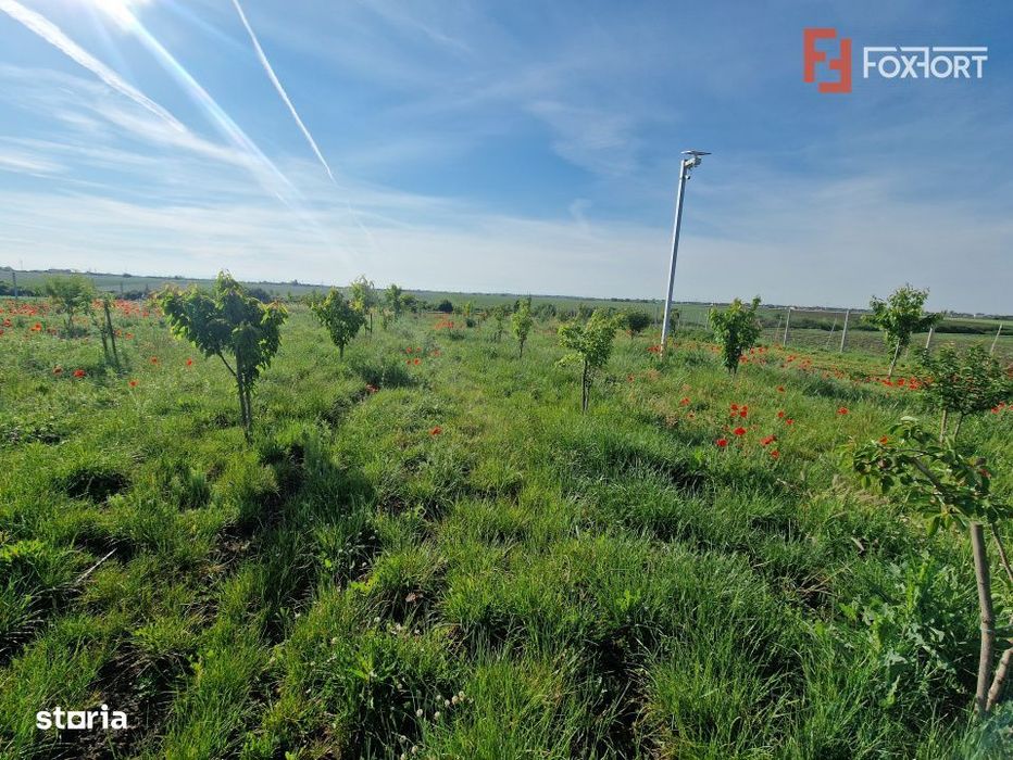 Teren extravilan de 3500 mp de vanzare in Remetea Mare