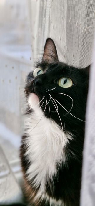 Отдам в хорошие руки