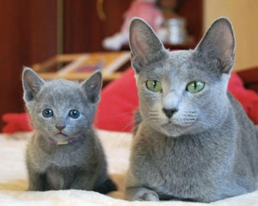 Русские голубые котята!