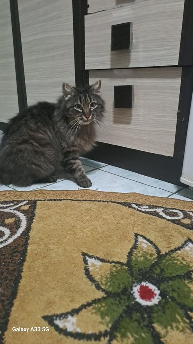 Maine Coon  ....