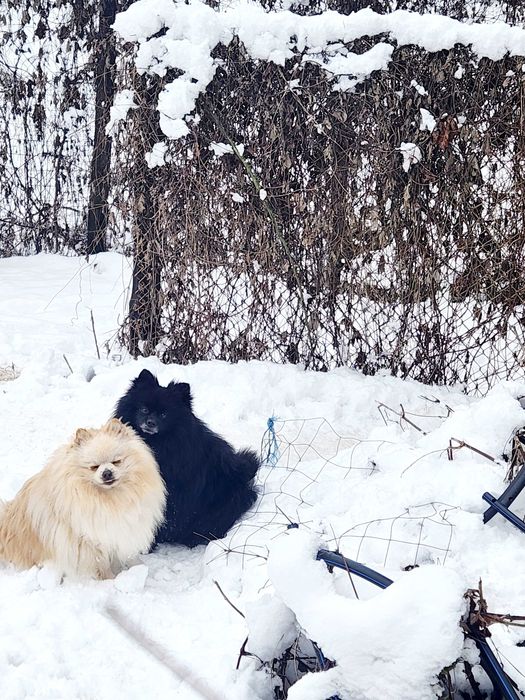 Померан е фантастично красив.