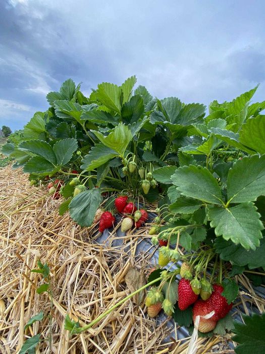 Capsuni soi remontant albion