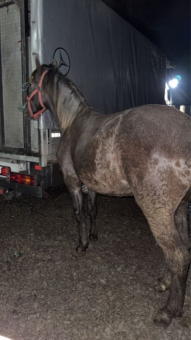 Vand doi manji surei de un an si 6 luni manz si manza