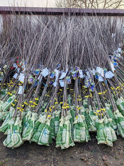 Pomi fructiferi anul 2,3,4 certificați cu rădăcină ambalata