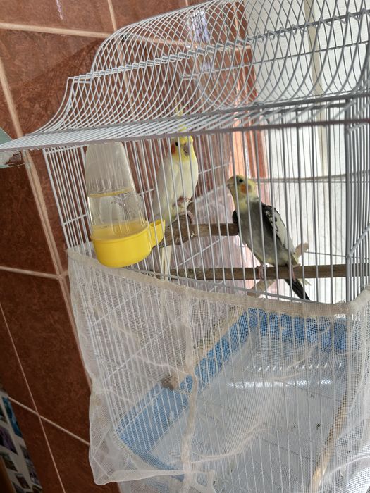 Pereche papagali specia Nimfă 550 lei negociabil